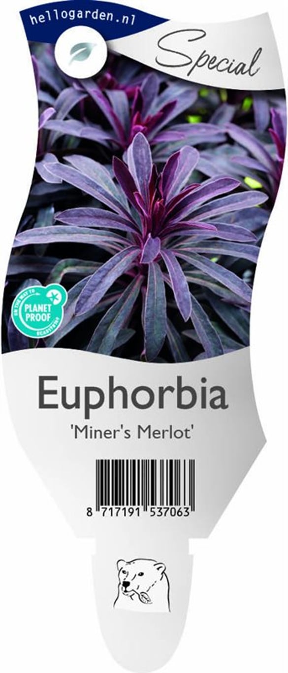 Euphorbia char. Miner's Merlot - P11